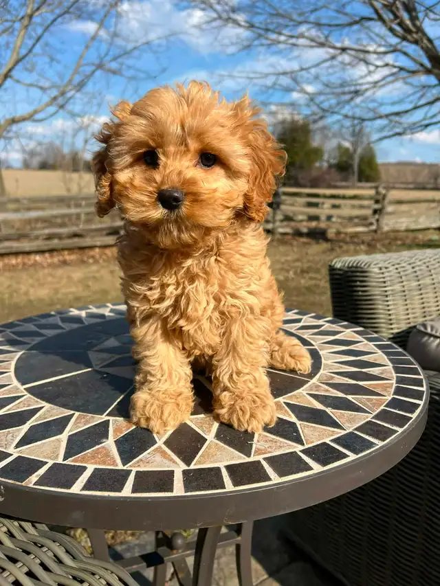 Bichapoo puppies - Photo 3