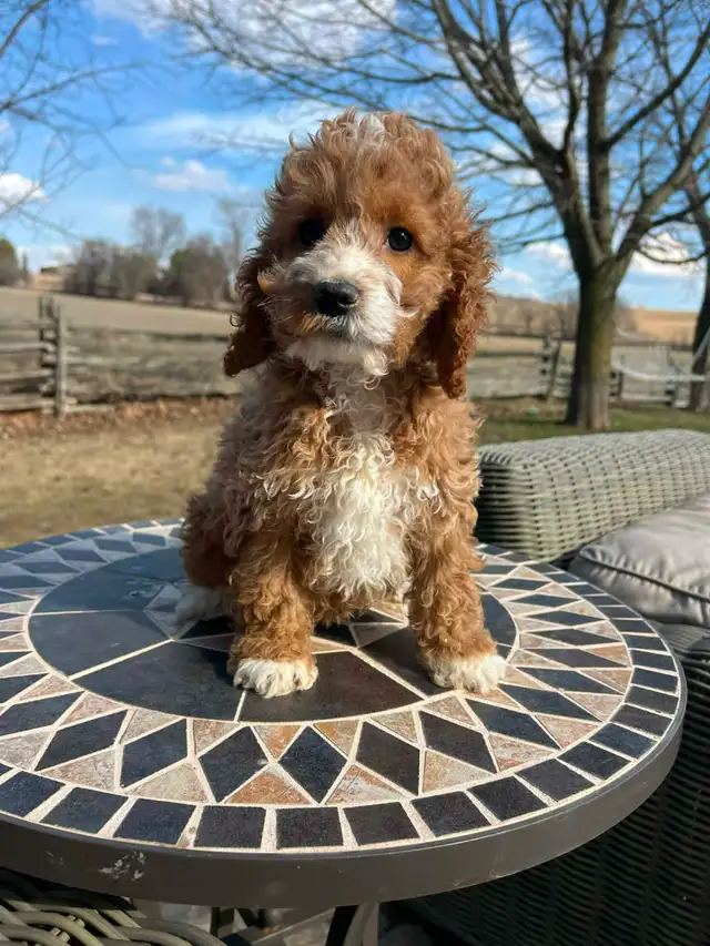 Bichapoo puppies - Photo 4