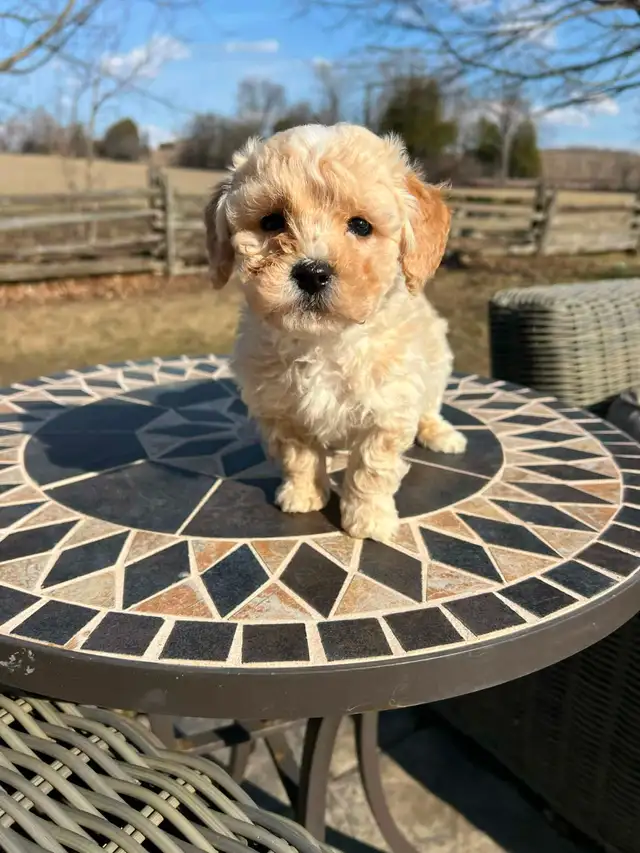 Bichapoo puppies - Photo 5