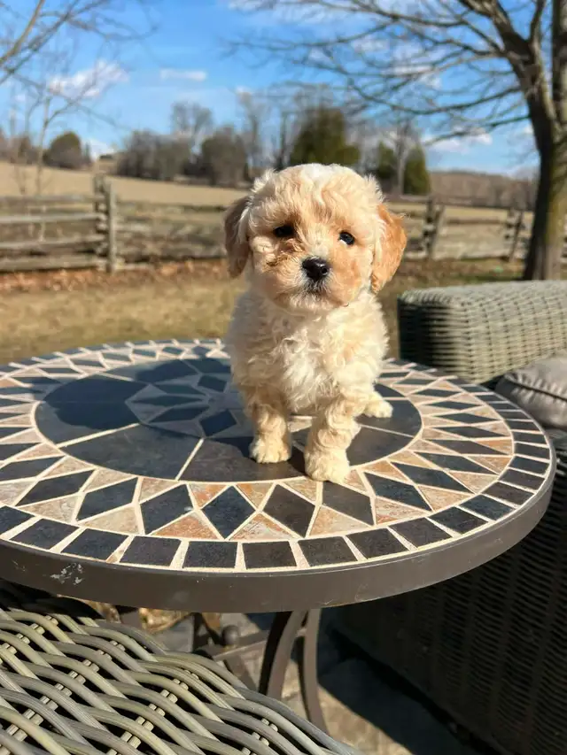 Bichapoo puppies - Photo 6