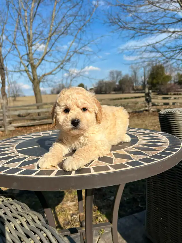 Bichapoo puppies - Photo 7