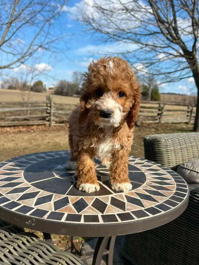 Bichapoo puppies - Photo 8