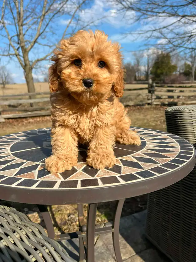 Bichapoo puppies - Photo 9