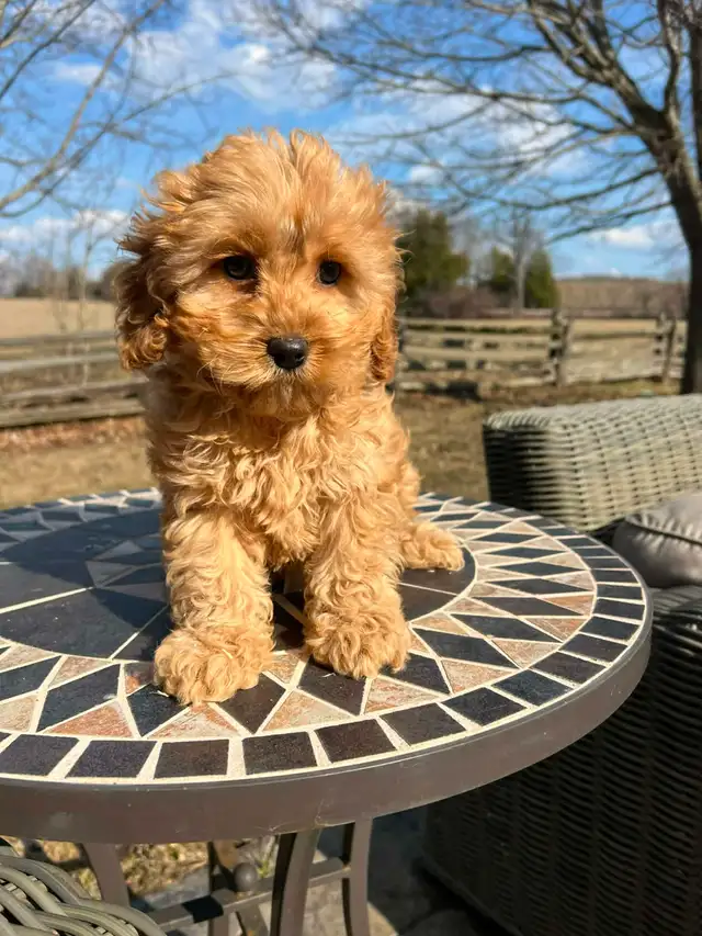 Bichapoo puppies - Photo 10