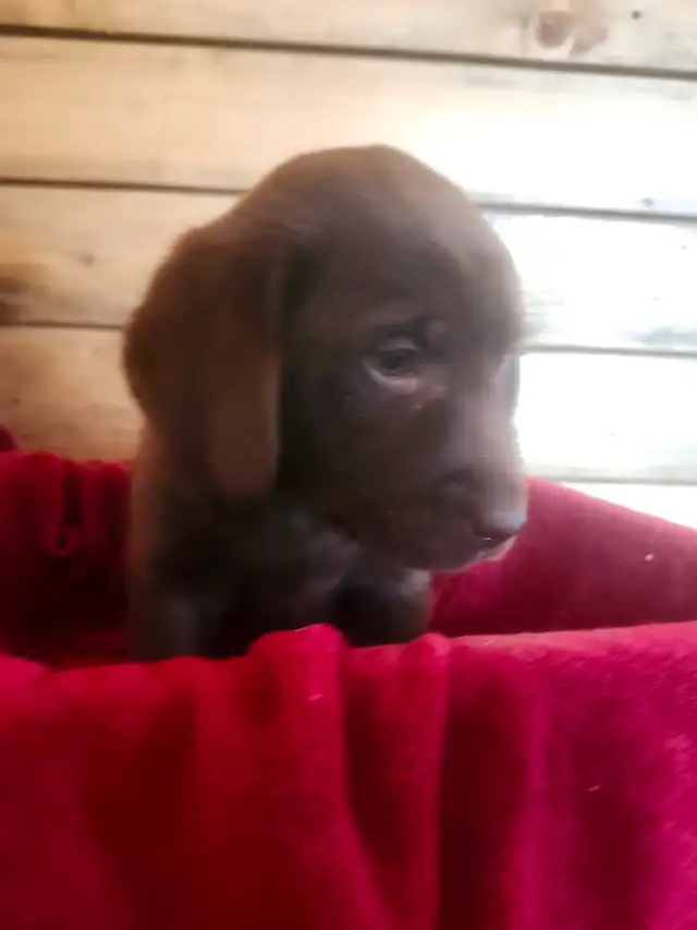 Labrador ccc - Photo 2