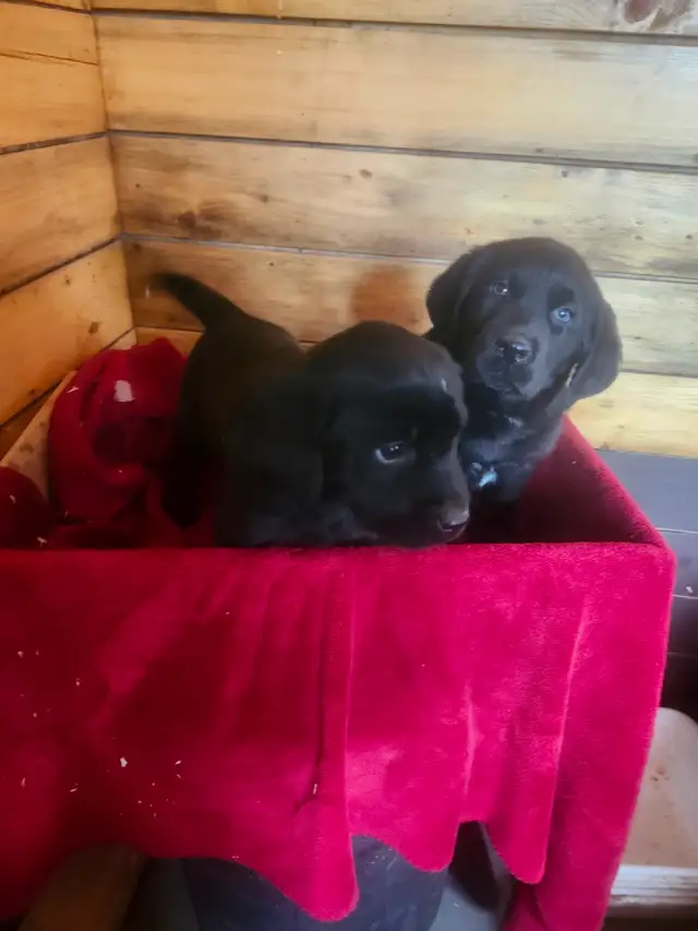 Labrador ccc - Photo 3