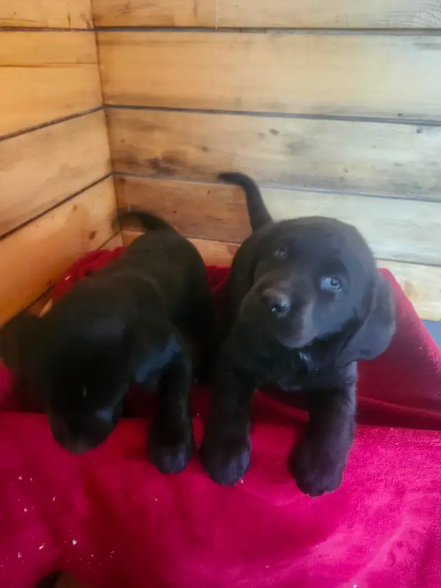 Labrador ccc - Photo 5