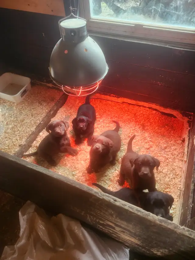 Labrador ccc - Photo 8