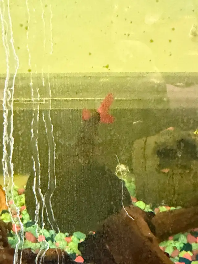 2 Redtail sharks - Free to good home