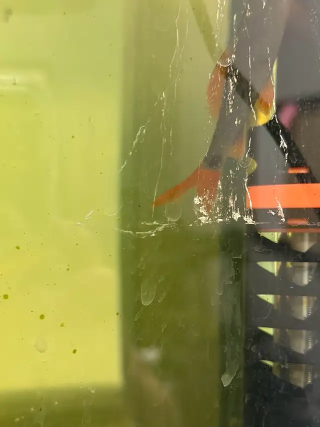 2 Redtail sharks - Free to good home - Photo 2