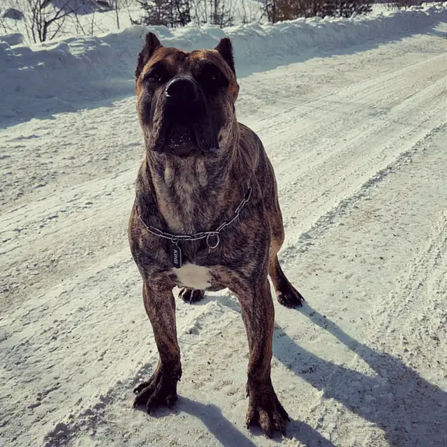 On Hold!  Guard dog Only - Presa Canario