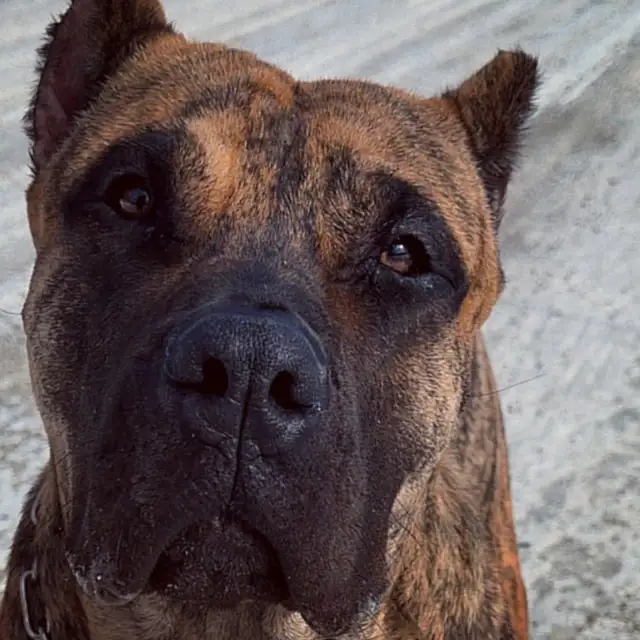 On Hold!  Guard dog Only - Presa Canario - Photo 2