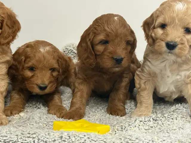 COCKAPOO PUPPIES
