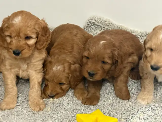 COCKAPOO PUPPIES - Photo 2