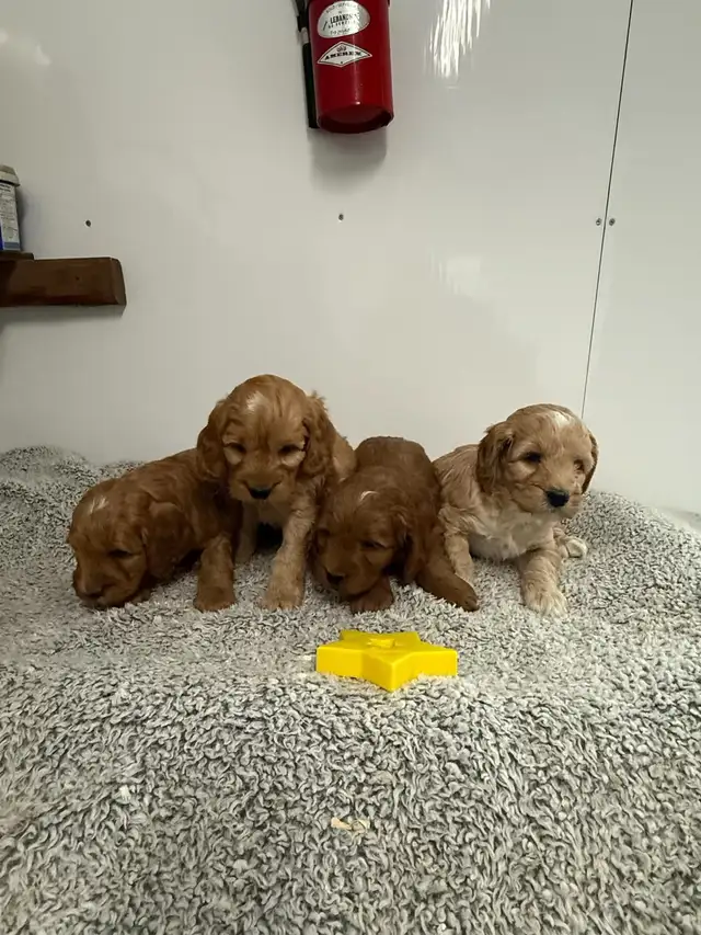 COCKAPOO PUPPIES - Photo 3