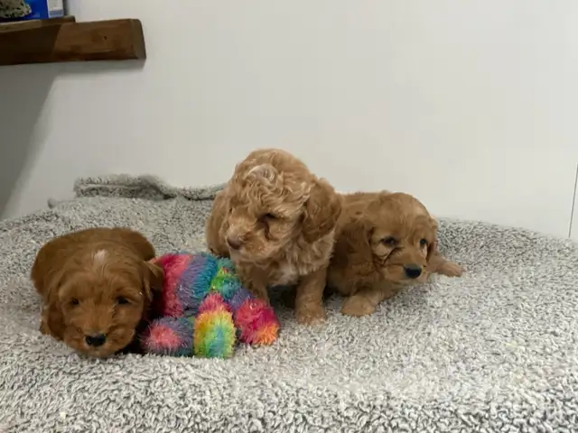 COCKAPOO PUPPIES - Photo 4