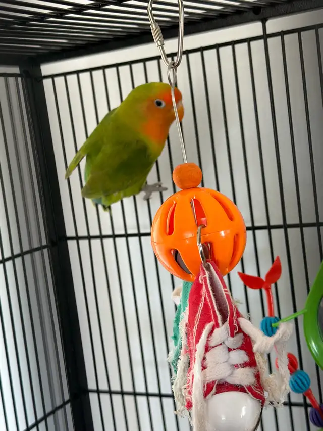 African love birds - Photo 2