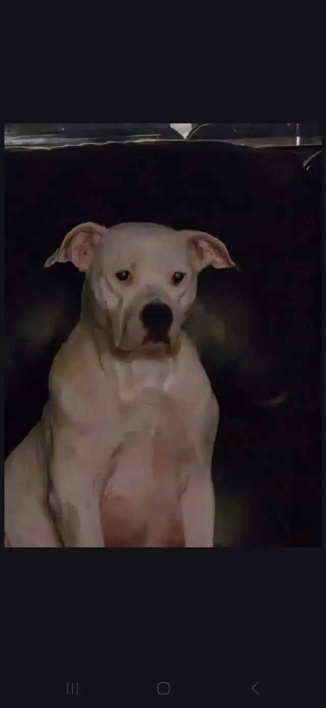 Pups for sale soon born 03/18/26 Cane Corso mix