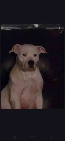 Pups for sale soon born 03/18/26 Cane Corso mix