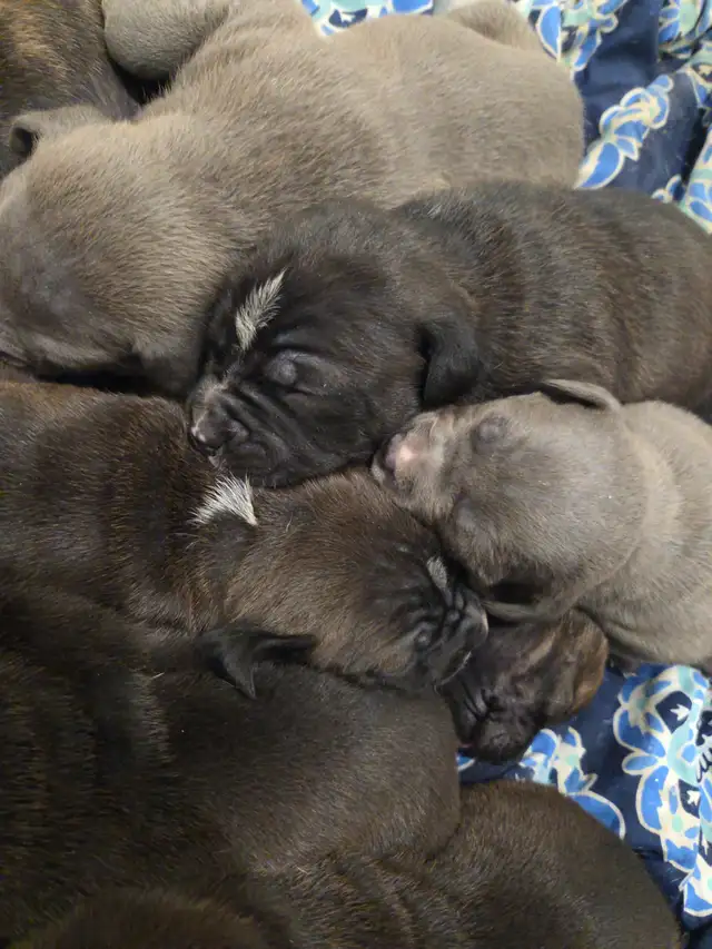 Pups for sale soon born 03/18/26 Cane Corso mix - Photo 2