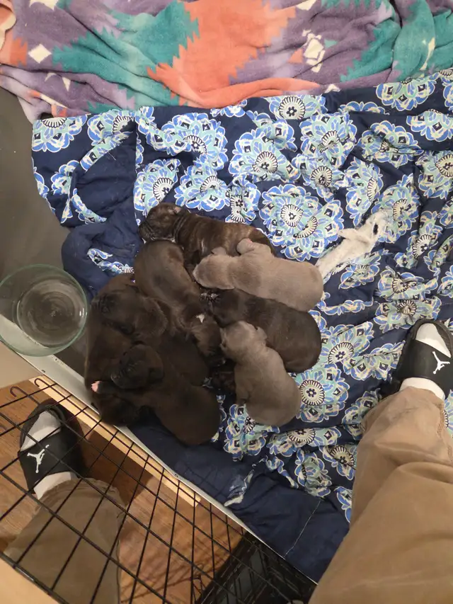 Pups for sale soon born 03/18/26 Cane Corso mix - Photo 3
