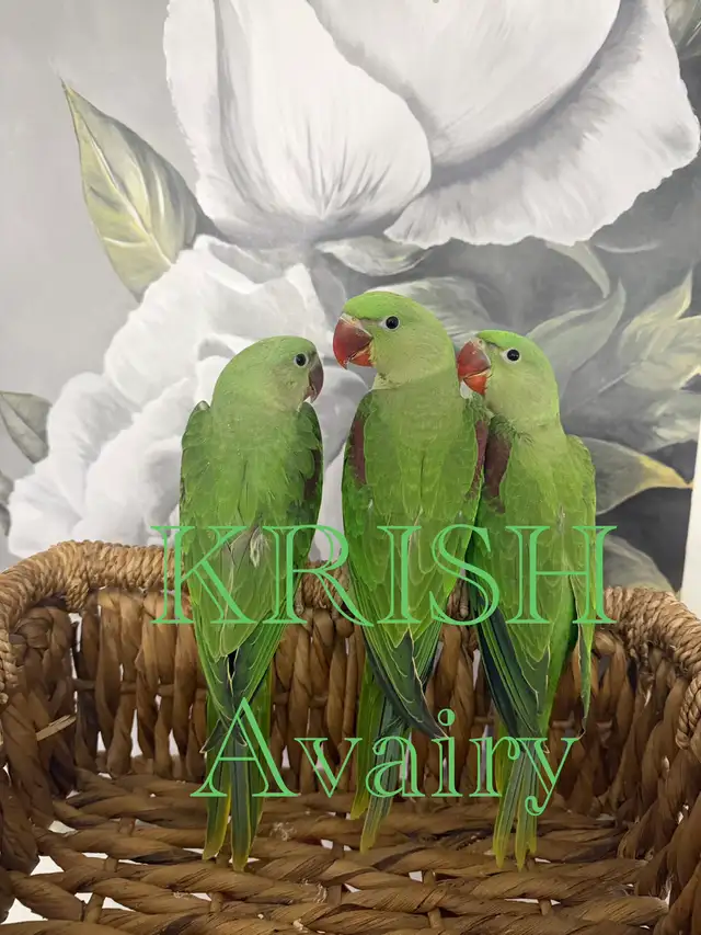 Baby Alexandrines - Photo 3