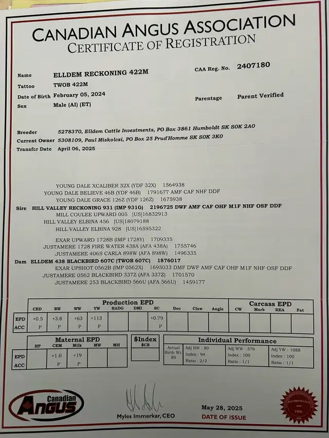 Black Angus Bull - Photo 2