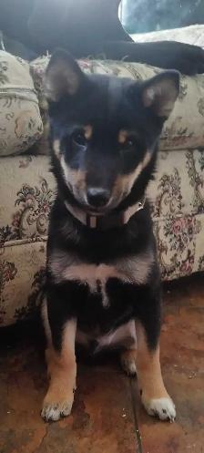 black shiba inu puppy - 100% pure