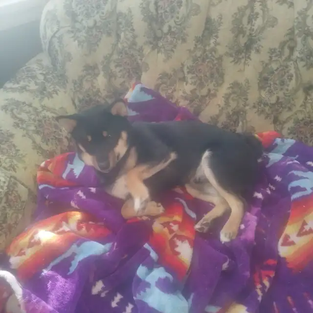 black shiba inu puppy - 100% pure - Photo 2