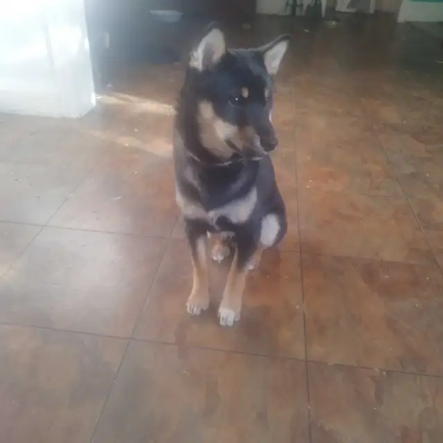 black shiba inu puppy - 100% pure - Photo 3