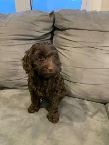 Mini Cockapoo Puppie