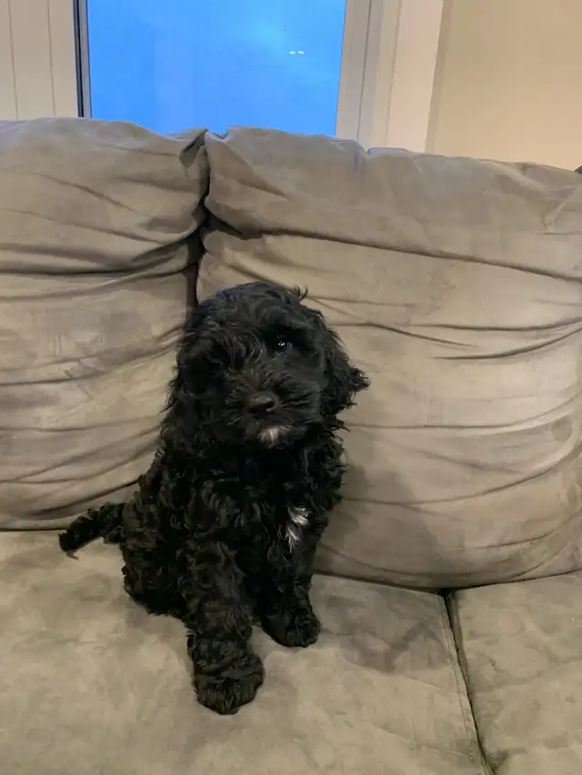 Mini Cockapoo Puppie - Photo 2