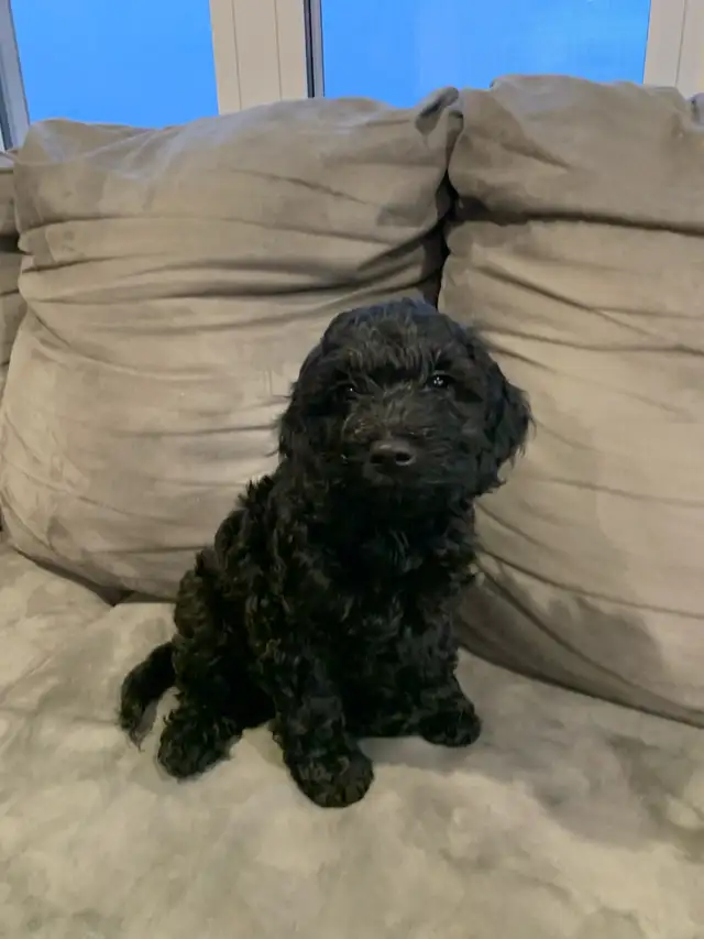 Mini Cockapoo Puppie - Photo 3