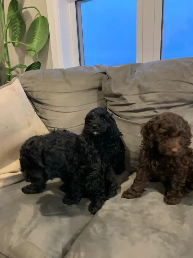 Mini Cockapoo Puppie - Photo 4