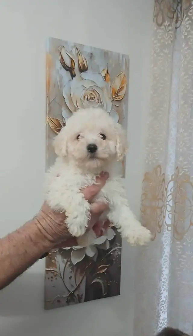 magnifique maltipoo prêt à partir