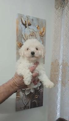 magnifique maltipoo prêt à partir