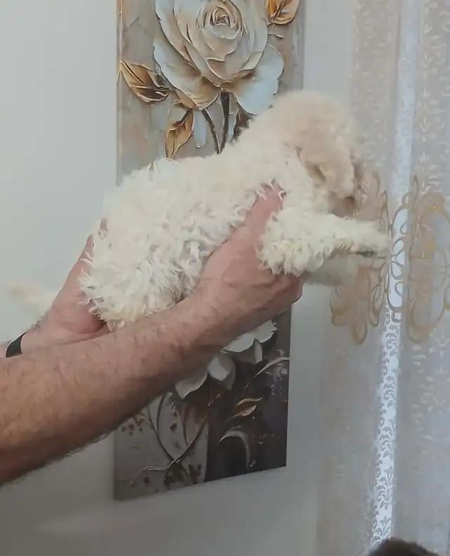 magnifique maltipoo prêt à partir - Photo 2