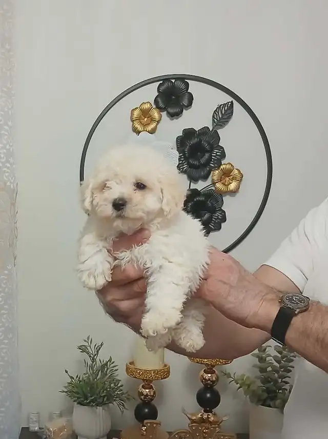 magnifique maltipoo prêt à partir - Photo 3