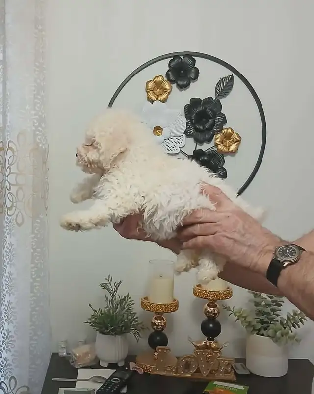 magnifique maltipoo prêt à partir - Photo 4