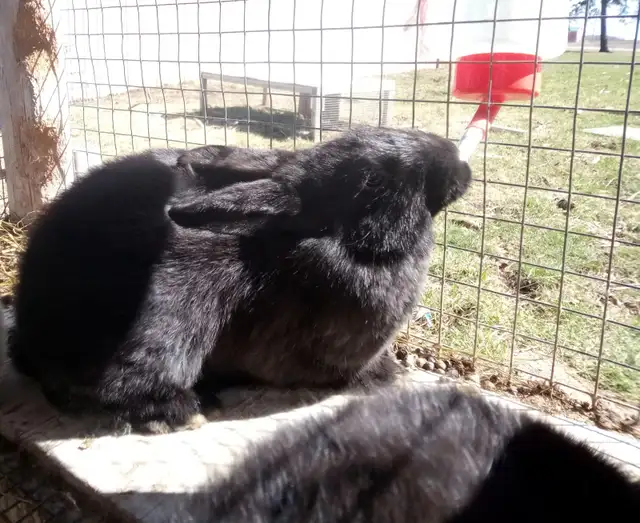 Rabbits Purebred Silver Fox