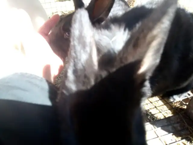 Rabbits Purebred Silver Fox - Photo 2