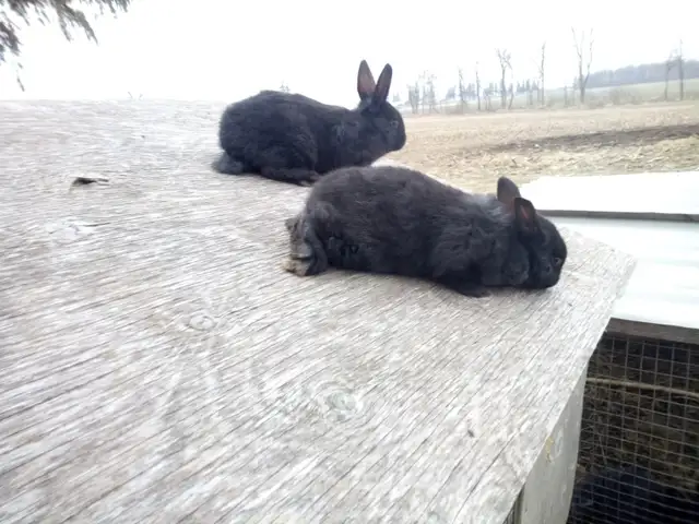 Rabbits Purebred Silver Fox - Photo 3