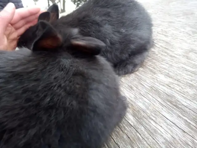 Rabbits Purebred Silver Fox - Photo 4