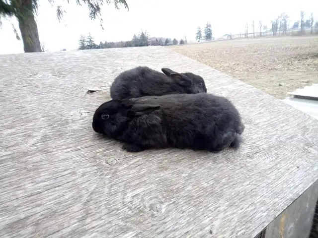 Rabbits Purebred Silver Fox - Photo 5