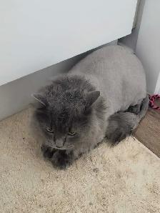 MOBILE or in salon...Dog and Cat grooming