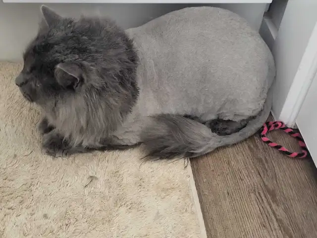 MOBILE or in salon...Dog and Cat grooming - Photo 2