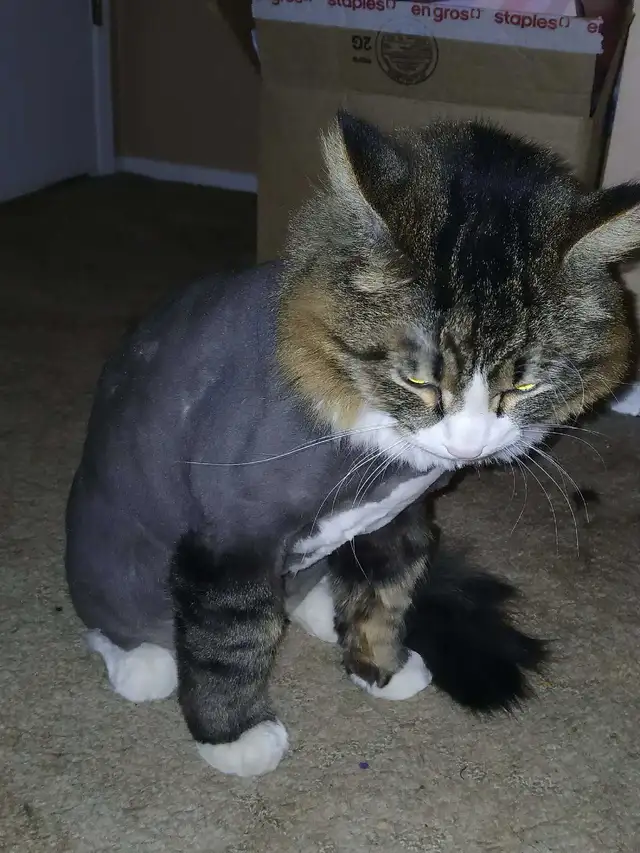 MOBILE or in salon...Dog and Cat grooming - Photo 3