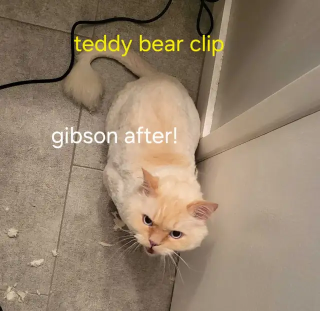 MOBILE or in salon...Dog and Cat grooming - Photo 4