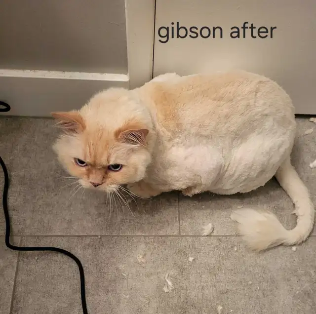 MOBILE or in salon...Dog and Cat grooming - Photo 5