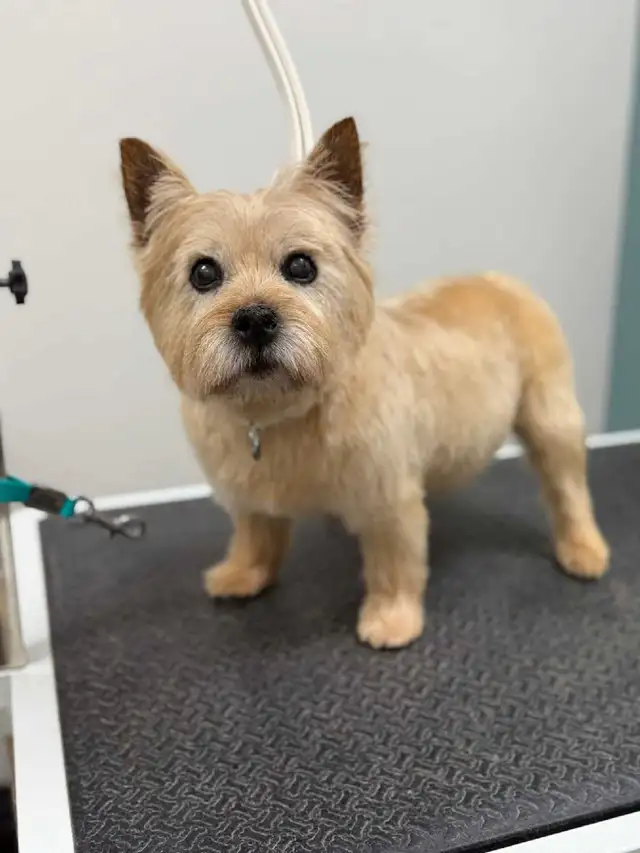 MOBILE or in salon...Dog and Cat grooming - Photo 6